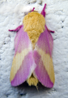 <i>Dryocampa rubicunda</i> Species of moth