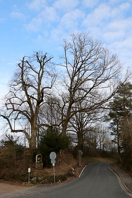 Rottenberg Tilia Bernhardshellchen