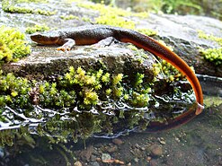 A rough-skinned newt at Brice Creek in Oregon Rough-skinned newt.jpg