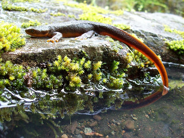 Rough-skinned newt.jpg