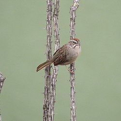 Rufous-crowned Sparrow (14668339324).jpg