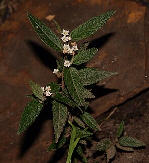 <i>Commersonia dasyphylla</i> Species of flowering plant