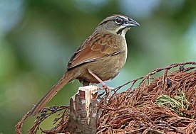 Isosirkkuli (Aimophila rufescens)