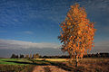 Birch trees in autumn. استونیا