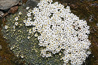 <i>Myosotis pulvinaris</i> Species of flowering plant