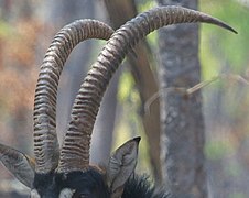 african animals with horns