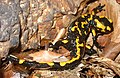 Salamandra salamandra CZ.JPG