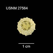 Test de Bathysalenia cincta (USNM)