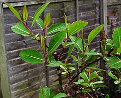 Salix magnifica - Flickr - peganum.jpg