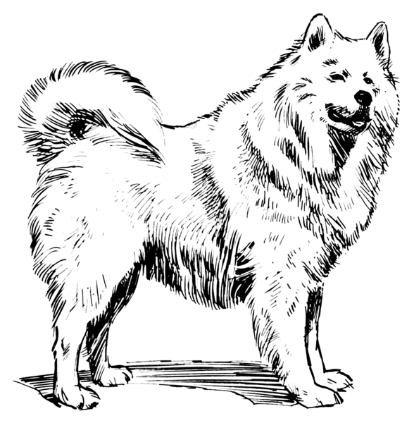 File:Samoyed (PSF).png