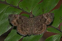 Sarangesa dasahara-Kadavoor-2016-04-02-001.jpg