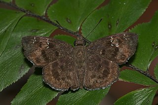 <i>Sarangesa dasahara</i> Species of butterfly