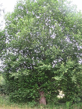 Saule (Salix aurita), Saint-Aubin-le-Cauf, France - 20100703-01.jpg