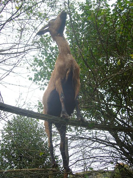 File:Saule a la barre fixe.jpg