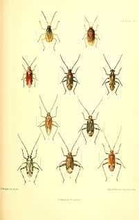 <i>Pantilius tunicatus</i> Species of true bug