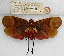 Scamandra fasciata Type (5033372789).jpg