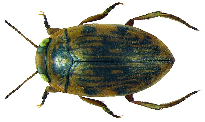 File:Scarodytes halensis (Fabricius, 1787).jpg