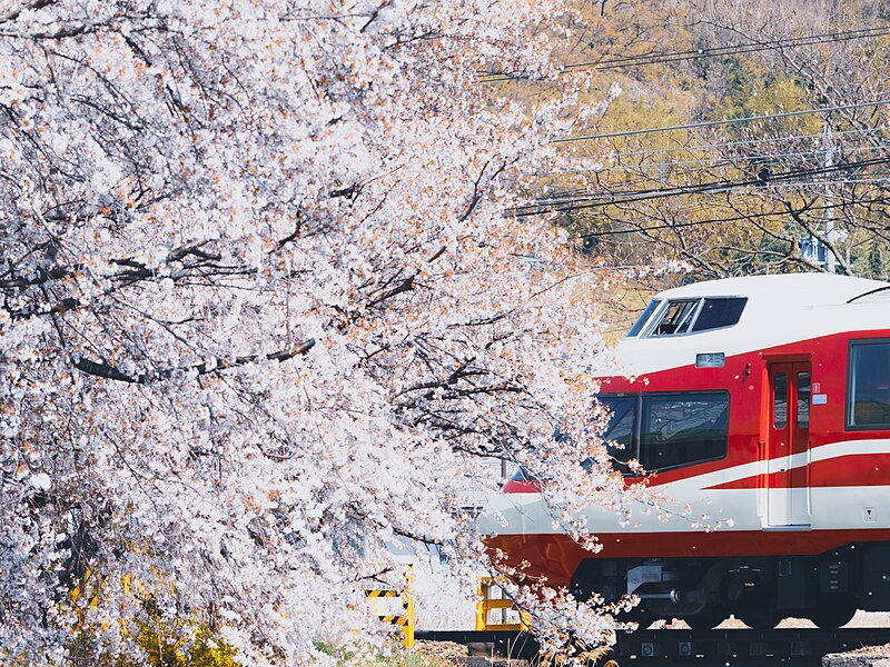 File:Scattering cherry blossoms and Nagaden 1000 series "Yukemuri".jpg