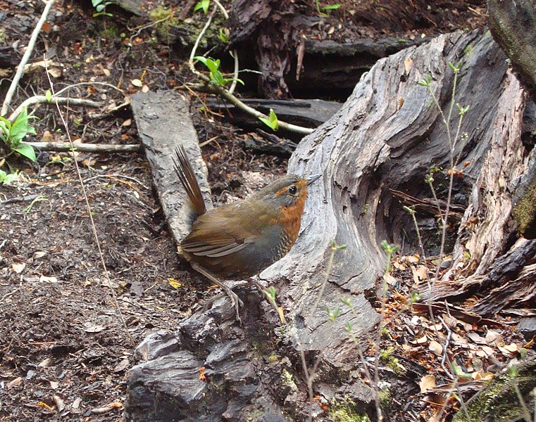 File:Scelorchilus rubecula, Chile.jpg