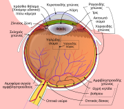 File:Schematic diagram of the human eye en.svg - Wikipedia