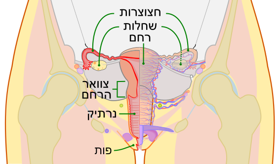 File:Scheme female reproductive system-he.svg