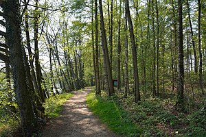 Schleswig-Holstein, Kreis Steinburg, Lohmühlenteich NIK 5090.JPG