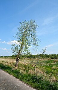 Schleswig-Holstein, Vaale, Vaaler Moor NIK 0453.JPG