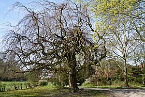 Schleswig-Holstein, Wedel, Naturdenkmal 07-04 NIK 2171.JPG