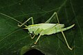 Deutsch: Gemeine Eichenschrecke (Meconema thalassinum) English: oak bush-cricket