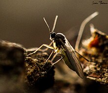 La sciaride ou mouche des terreaux