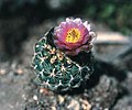 Miniatura para Sclerocactus wetlandicus