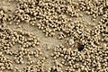 Bubuk pasir ketam di Pantai Tanjung Aru