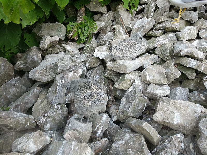 File:Seagull chicks.jpg