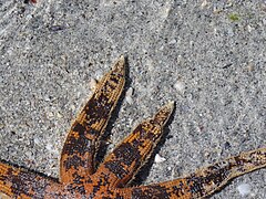 File:Seastar at the beach at Safety Bay, Western Australia, November 2023 05.jpg (Category:Unidentified Asteroidea)