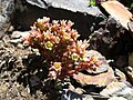 Dark stonecrop.