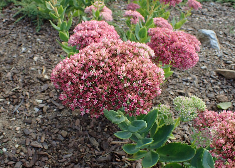 File:Sedum telephium 'Indian Chief' kz01.jpg