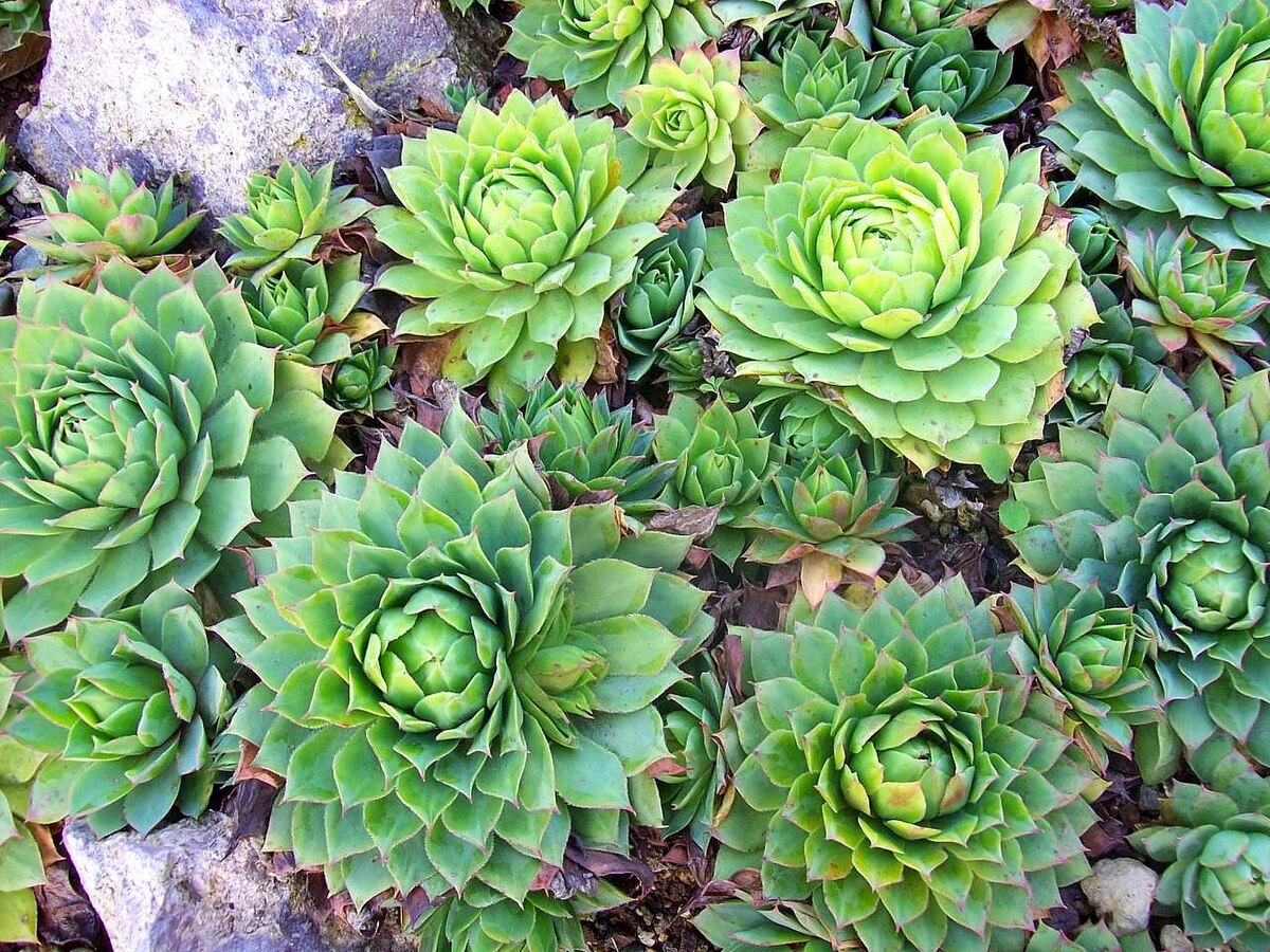 Молодило (Sempervivum)