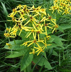 Róka parlagfűje (Senecio ovatus)