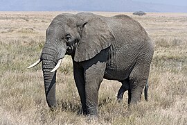 Éléphant d'Afrique dans une savane.