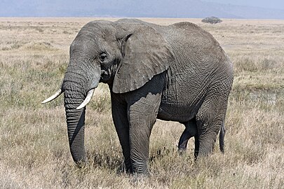 Loxodonta africana (♂ Elefant)