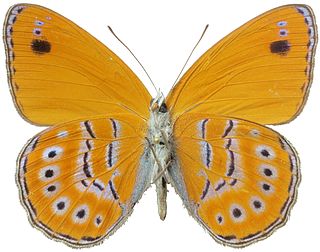 <i>Sevenia amulia</i> Species of butterfly