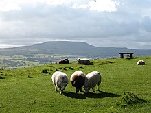 Leyburn Shawl Sheep on the Shawl - geograph.org.uk - 567162.jpg