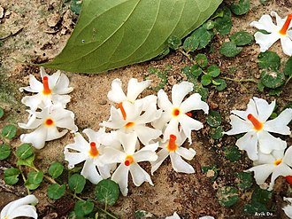 330px-Shiuli_phool_-_panoramio.jpg