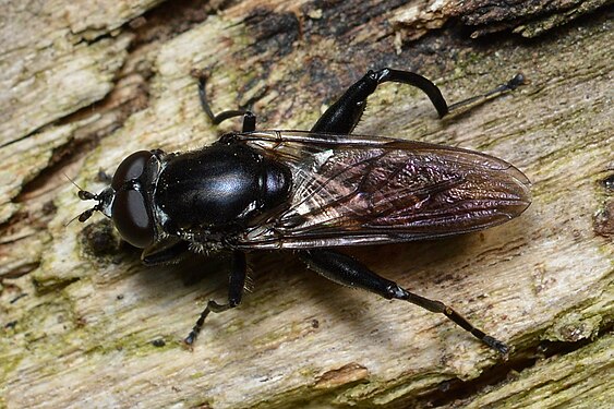 Fly (Diptera)