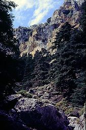 Vue du bas d'une vallée encaissée riche en rochers, avec quelques arbres, essentiellement des sapins.