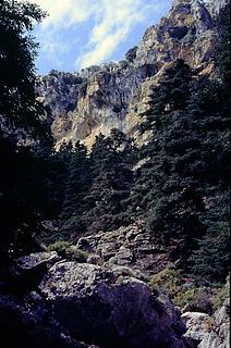 <span class="mw-page-title-main">Sierra de las Nieves National Park</span>