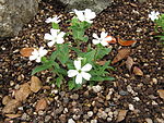 Silene sachalinensis1. jpg