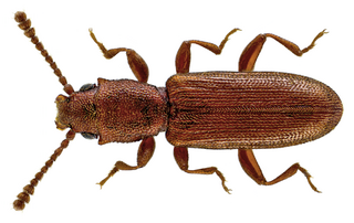 <i>Silvanus unidentatus</i> Species of beetle