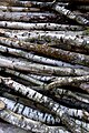 Silver birch logs on the Hawkwood Estate.