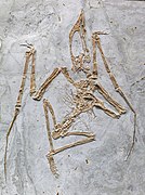 Sinopterus dongi (fossil)